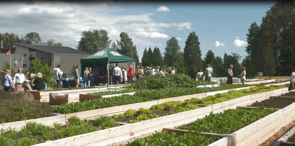 Sutherland Secondary Schoolyard Market Garden 