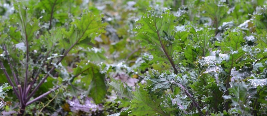 Best-Crops-to-Grow-in-Cold-Weather