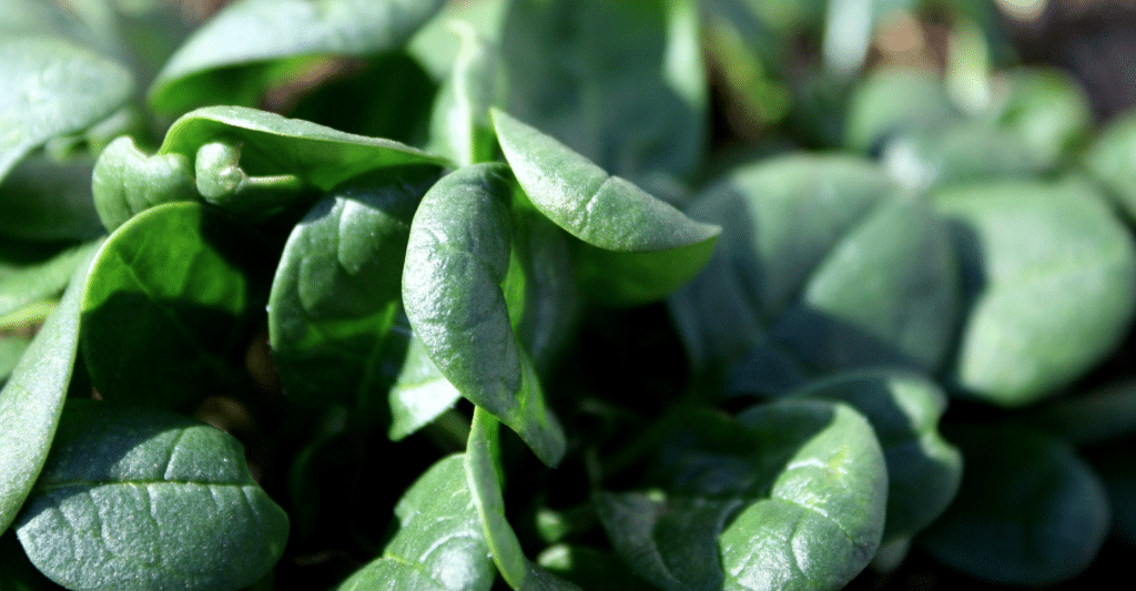 Calcium-Rich Fruits and Vegetables