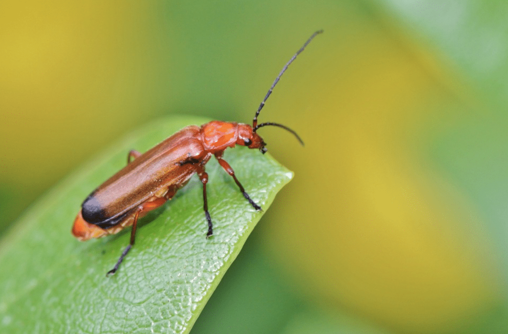 Beneficial-Bugs-for-the-Garden-Soldier-Beetles
