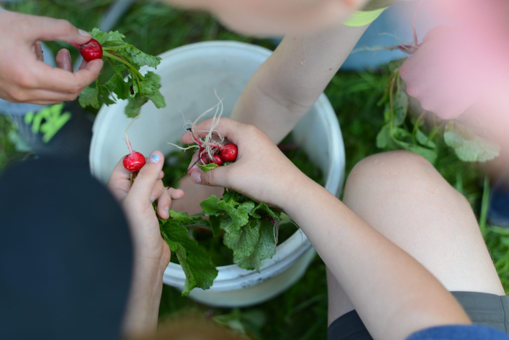 Kids harvesting their radishes