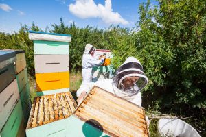 2 Beekeepers Working in Apiary