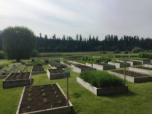Raised garden beds of Factors Farms, Armstrong, BC Canada