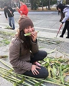 lady harvesting and eating sweet sorghum at the KPU terraces