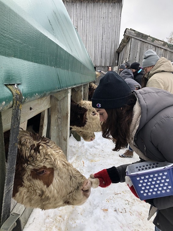 Rachel Parent feeding a cow.