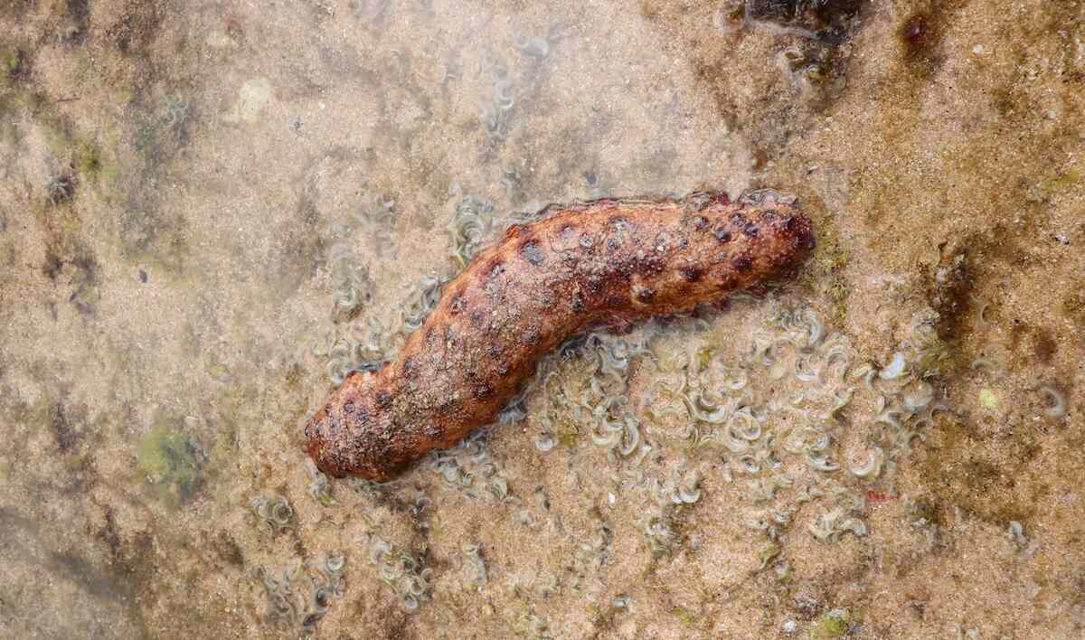 What Beach Vacations Can Teach Kids About Gardening