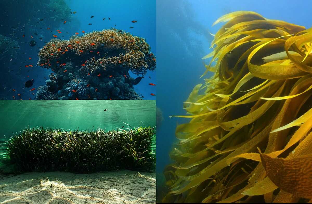 Reef Ocean Learning Experiences Gardening