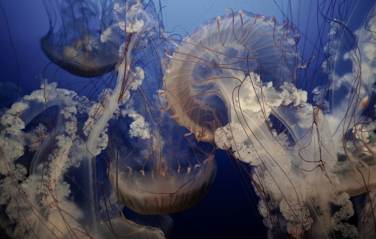 Reef Learning Experiences