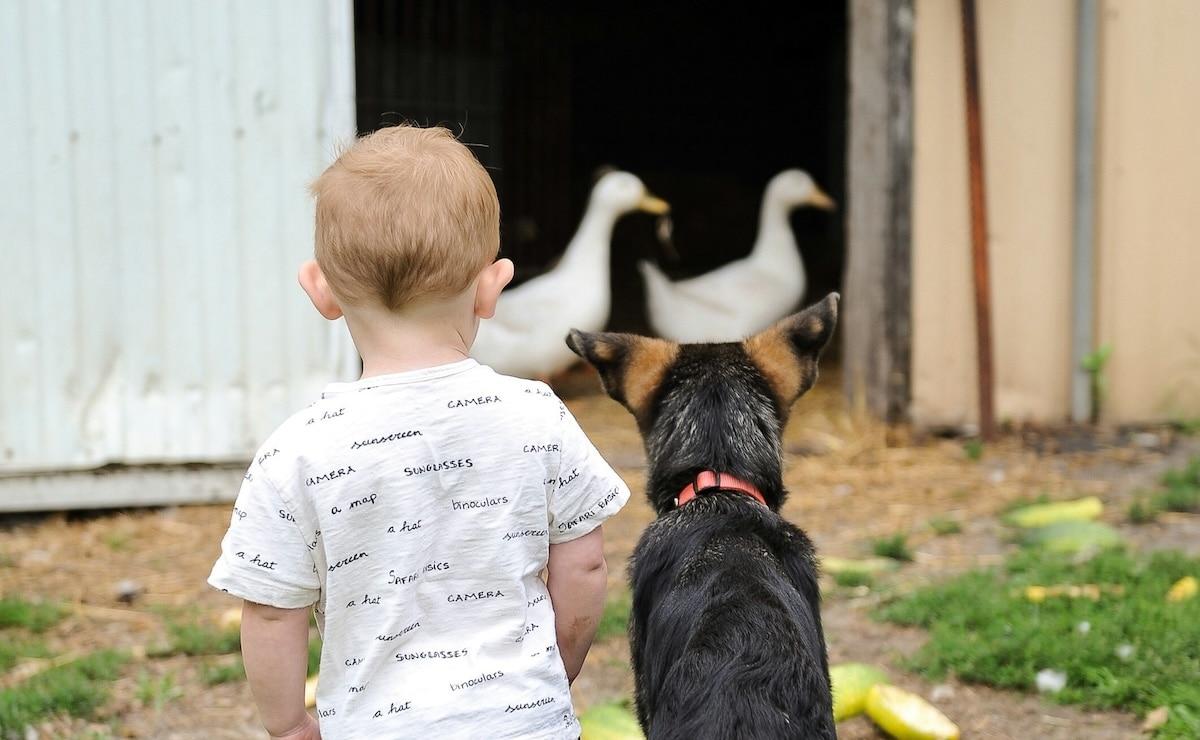 My Child Wants a Dog But Can't Get One