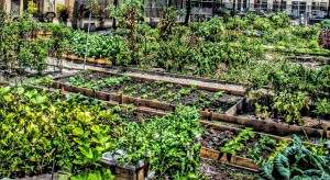 How to start a community garden in your neighborhood