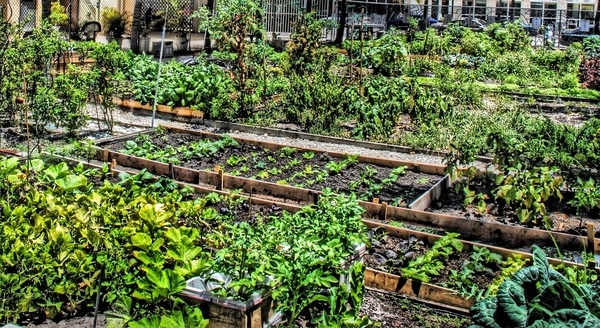 Community garden store