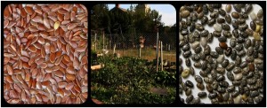 Seed Preservation Methods