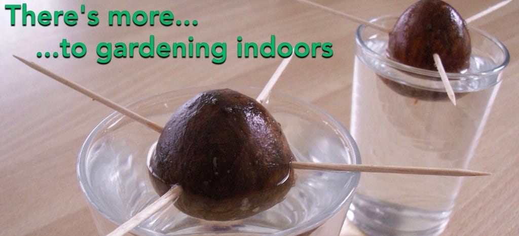 Easy Vegetables to Grow from Seed Indoors