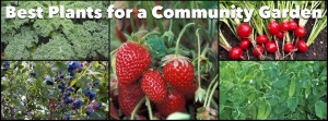 Best Plants for a Community Garden