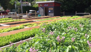 Sutherland Secondary School Community Garden