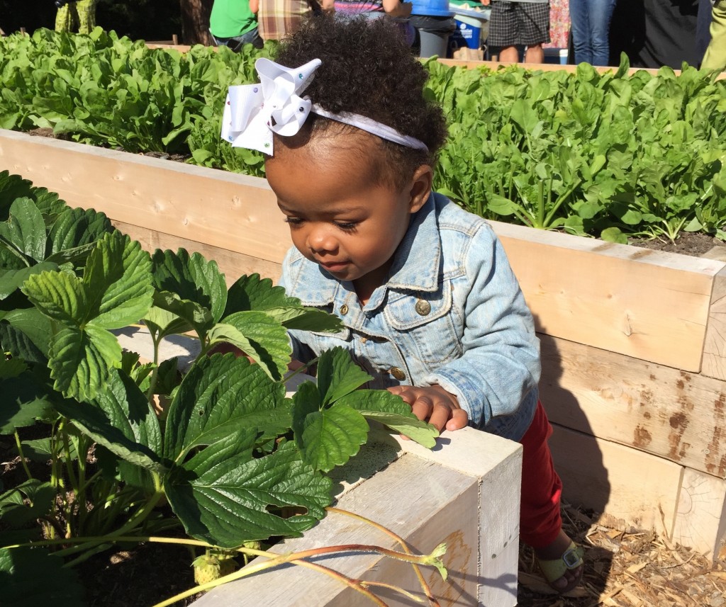 Sutherland Secondary School Market Garden