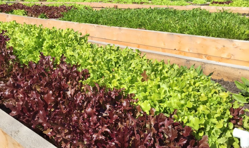 Sutherland Secondary School Community Garden