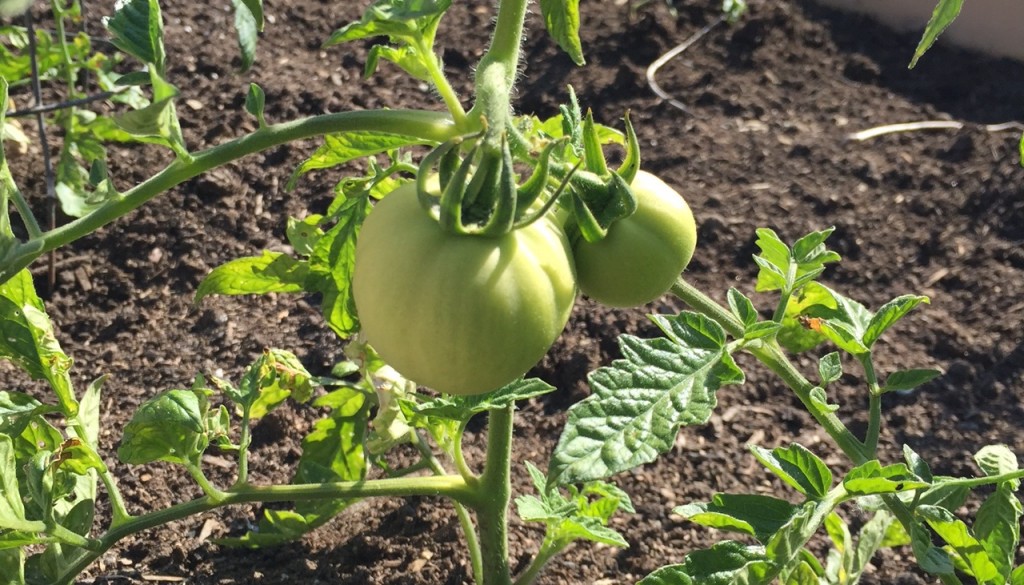 Sutherland Secondary School Community Garden