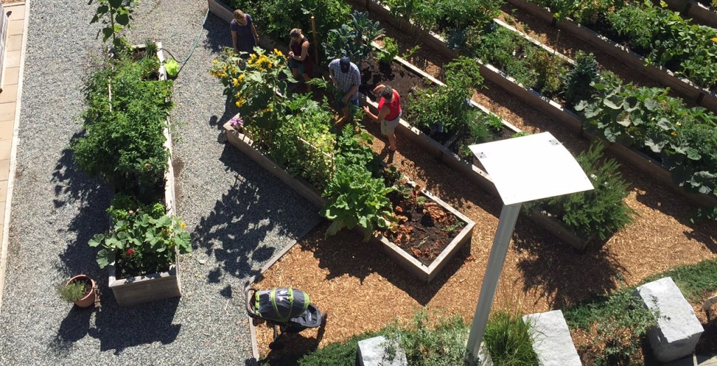 Community Garden in Vancouver BC