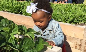 Preschool and Daycare Gardening