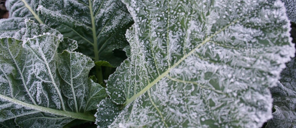 Best-Crops-to-Grow-in-Cold-Weather-2
