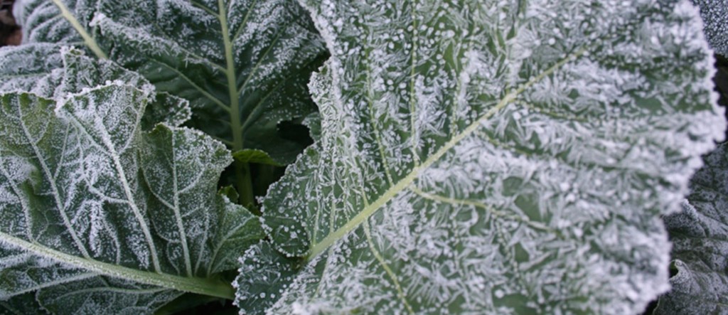 best-plants-vegetables-to-grow-in-cold-weather