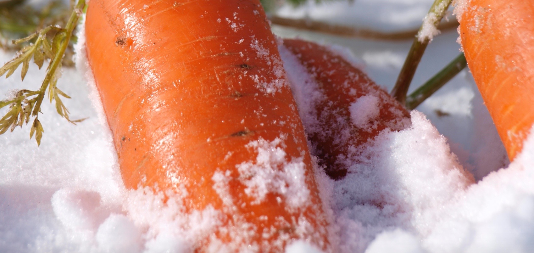 can carrots grow in cold weather