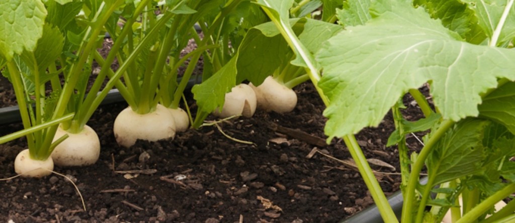 best-plants-vegetables-to-grow-in-cold-weather