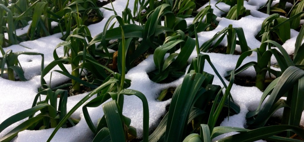 best-plants-vegetables-to-grow-in-cold-weather