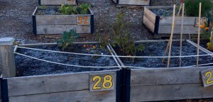 Best Plants & Vegetables to Grow in Cold Weather for Your Urban Garden