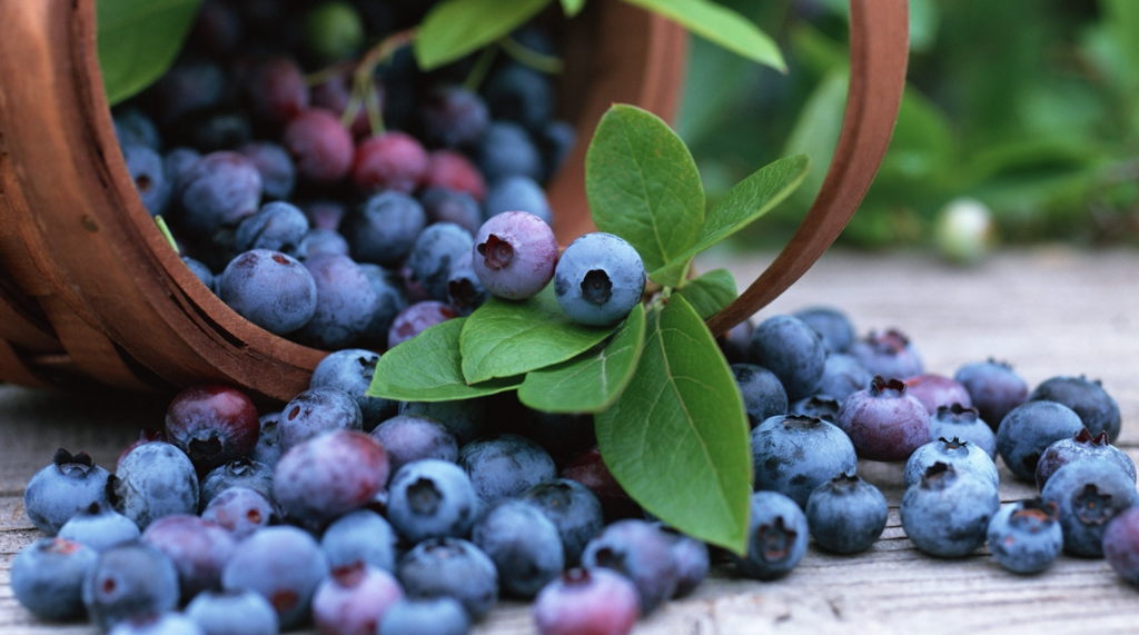 Grow-Your-Own-Antioxidants-Blueberries