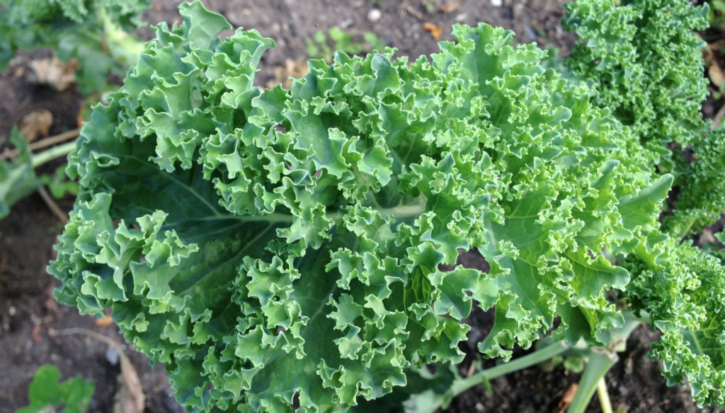 Grow-Your-Own-Antioxidants-Kale