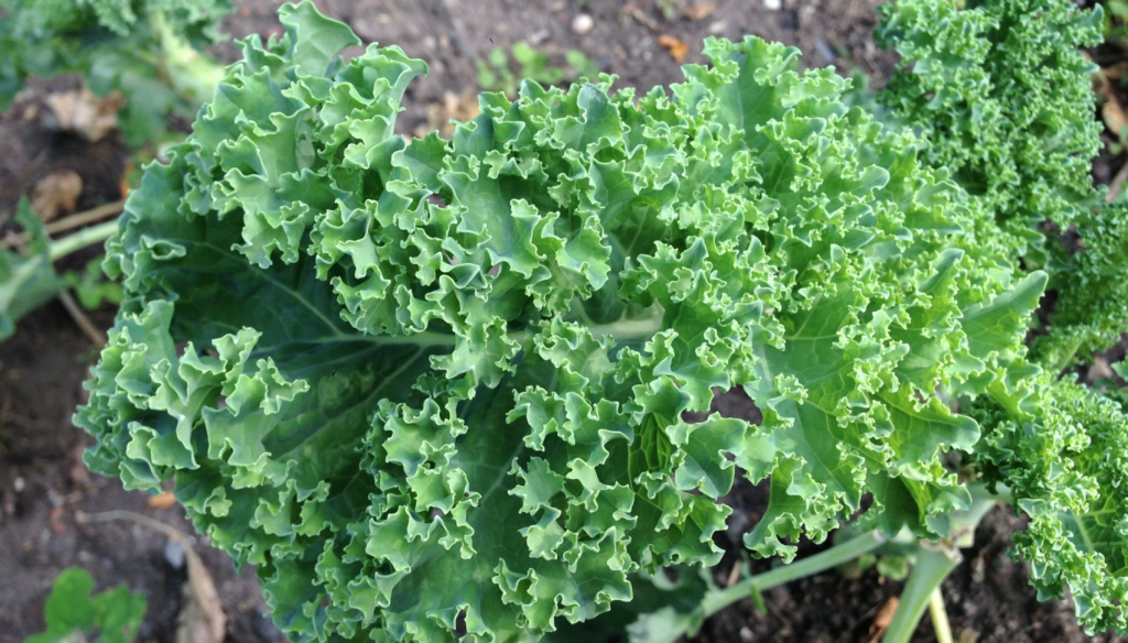 Calcium Rich Kale