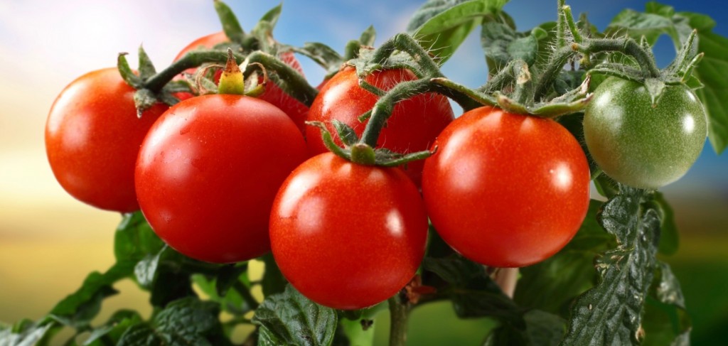 Grow-Your-Own-Antioxidants-Tomatoes