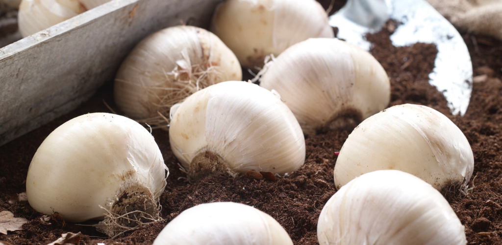 Grow-Your-Own-Antioxidants-Onions