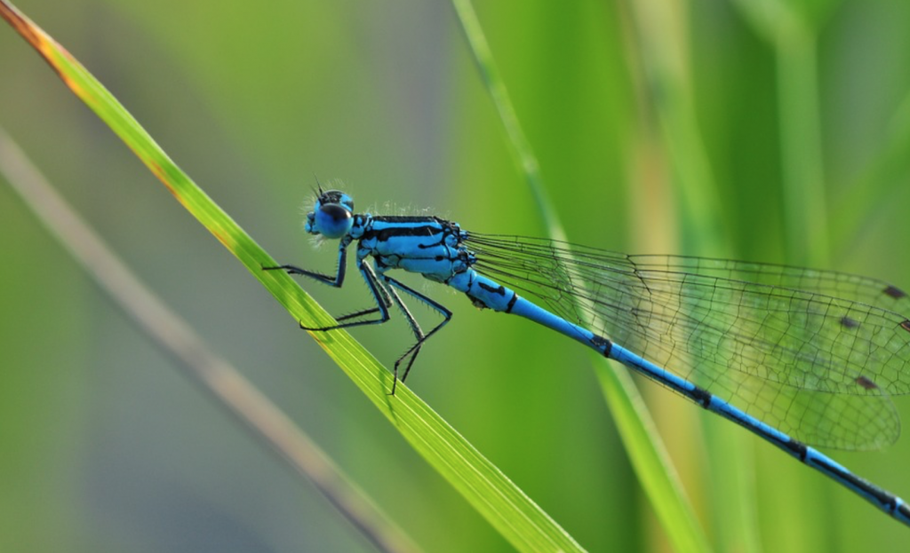 Beneficial-Bugs-for-Gardens-Dragonflies