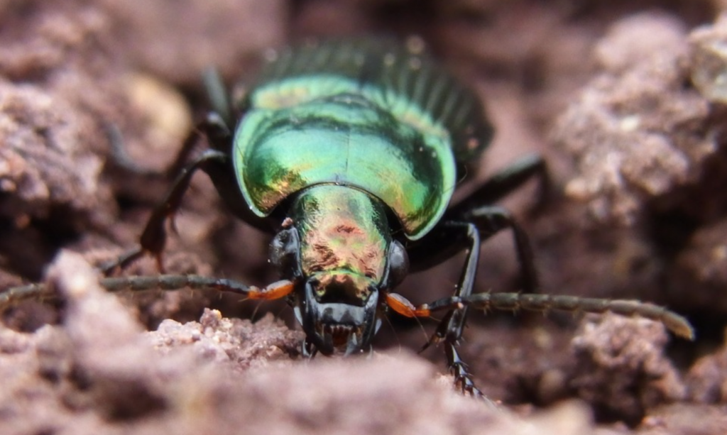 Beneficial-Bugs-for-the-Garden-Ground-Beetle