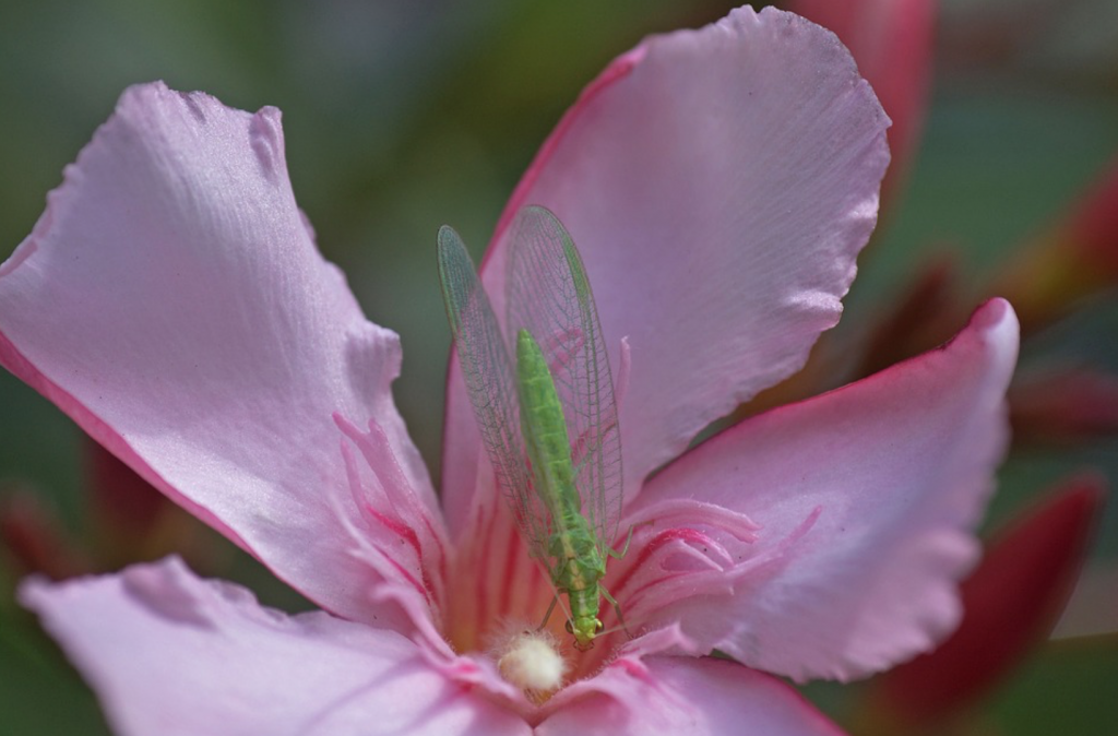 Beneficial-Bugs-for-the-Garden-Lacewings