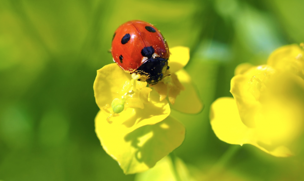 Beneficial-Bugs-for-the-Garden-Ladybugs