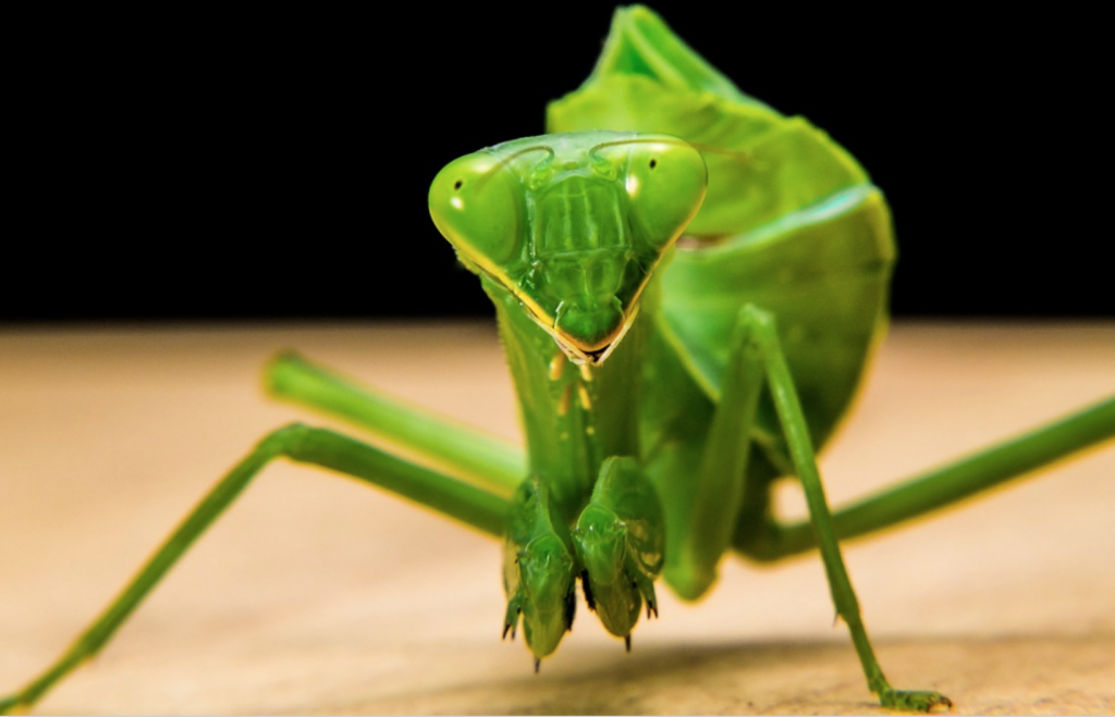 Beneficial-Bugs-for-the-Garden-Praying-Mantis