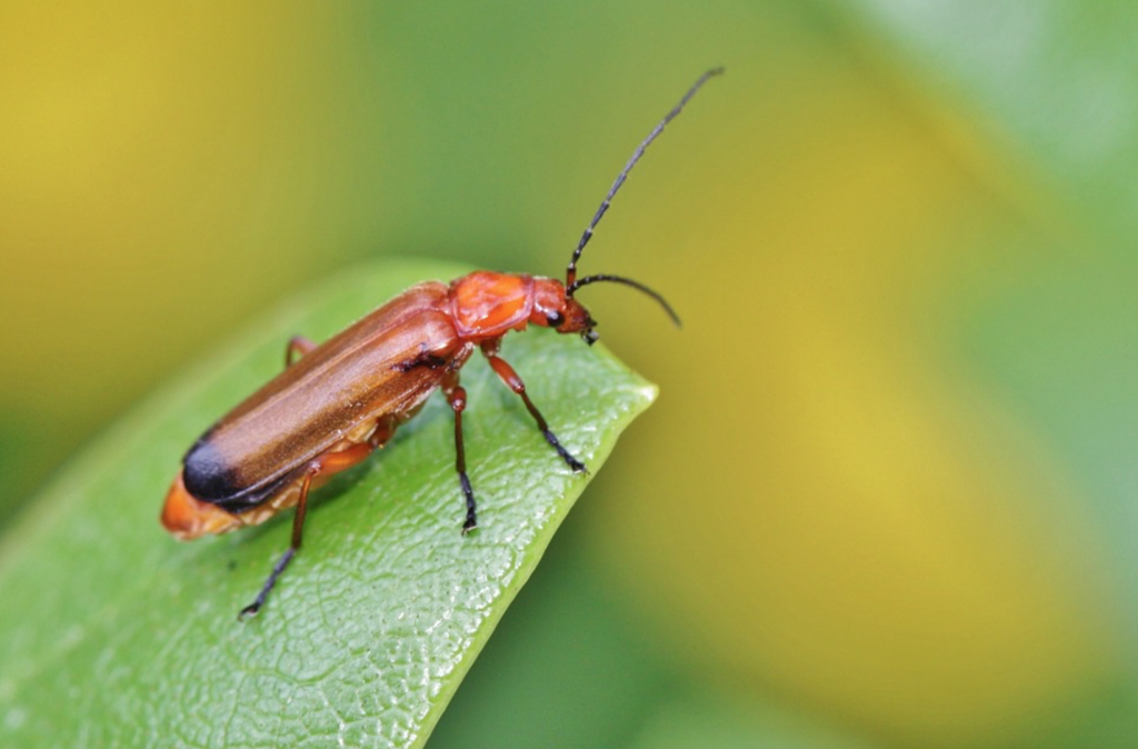 Kids Guide to Beneficial Bugs for the Garden