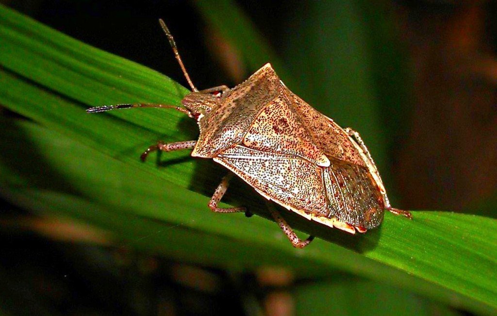 Beneficial-Bugs-for-the-Garden-Spined-Soldier