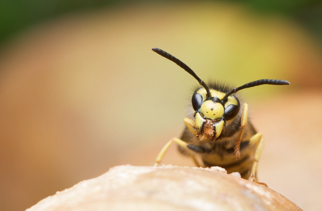 Beneficial-Bugs-for-the-Garden-Wasps