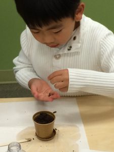 Young boy just about to plant bush beans seeds in his mini planting kit at Coquitlam Library's Plant a Seed READ!