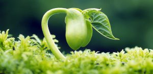 Growing seed