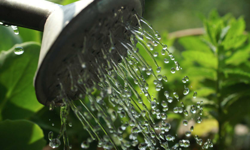 How to Save Water in Your Community Farm