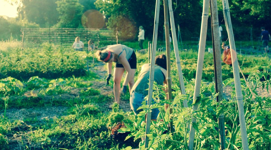 Community Learning Garden