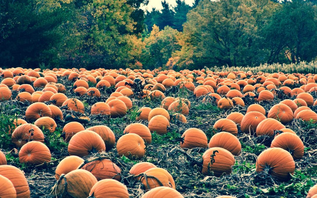 How to Use Pumpkins to Teach Kids About Food Security