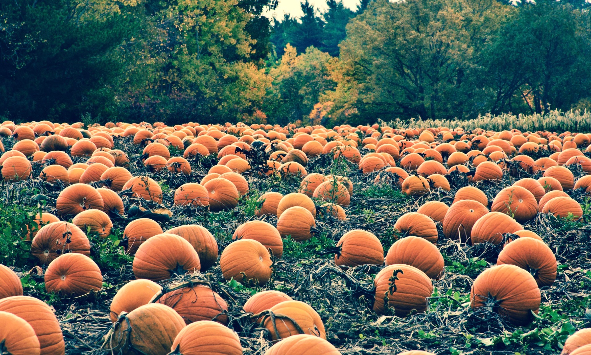 Pumpkins and Food Security