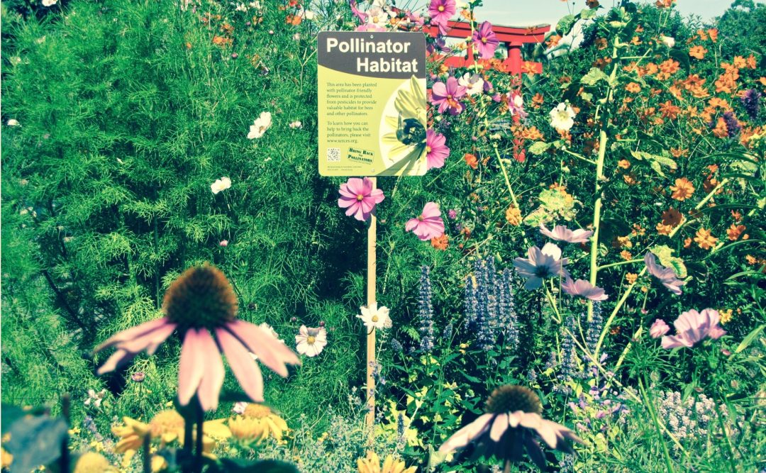 How To Make A Pollinator Garden - 5 Steps To Growing Success